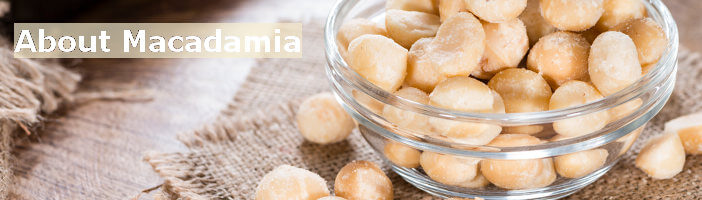 About Macadamia